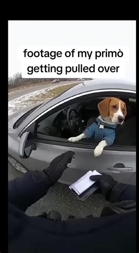 doge (@dogesokool)’s videos with original sound - doge