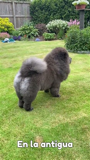 ¡El ÚNICO PERRO con la LENGUA AZUL! 👅💙 #ChowChow #curiosidades #shorts