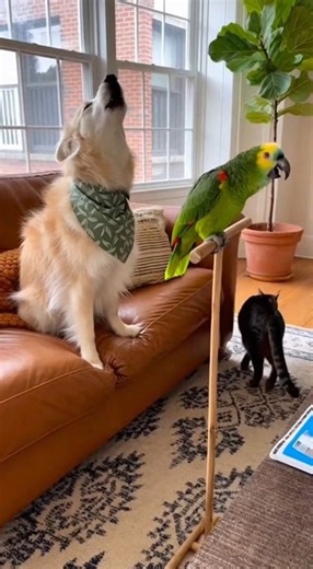 Dog Howls… Parrot Imitates… Cat Quits the Household 😂🐶🦜🐱 The dog started howling at a siren like he was calling the moon. 🌕🐶 The parrot immediately copied him—LOUDER— like he was trying to win a howling competition nobody asked for. 🦜🎤💥 And the cat? She shook her head, stood up, and walked out like she refuses to live in this noisy circus. 😹✋ Pure chaotic talent show energy. AI-created moment — no real animals recorded. #HowlBattle #ParrotImpersonation #CatDramaQueen #LivingRoomChaos #