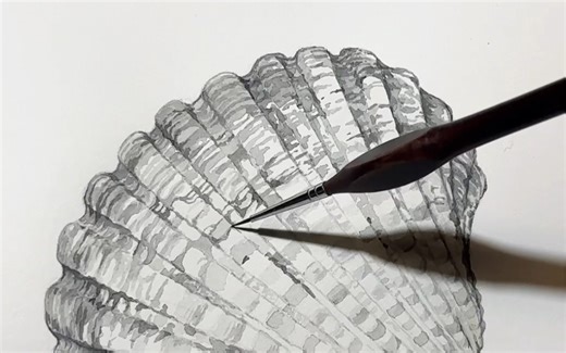 shell ｜ 水彩手绘