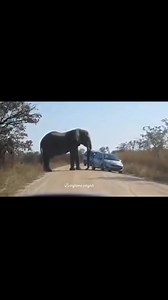 150K views · 2.3K reactions | Ba Livingstone!! If it were you in this situation what would you do ? 樂 Make a move or turn off the engine and sit quietly inside ? | Livingstone Insights | Facebook