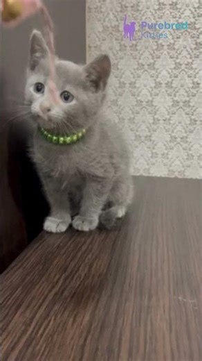 Adopt Oskar: Russian Blue Kitten 🐾 Blue Coat & Green Eyes, Quiet & Loyal Companion! #RussianBlue