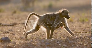 Female baboon walking with young baby hanging onto her tummy