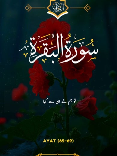 surah Al baqarah verse 65-69 only Urdu translation must watch Quran Urdu translation | Quran Urdu tarjuma | tilawat Quran Pak | Islamic content | Islamic video #islamic_content #quran #quranurdutarjuma #quranurdutranslation #islamic_post_192 Quran Tilawat Quran Translation | Urdu Tarjuma | Islamic Video | Quran Ki Ayat | Quran Recitation | Surah Yaseen | Surah Rehman | Surah Mulk | Surah Kahf | Tilawat e Quran | Islamic Reminder | Allah ki Raza | Deen Islam | Namaz Reminder | Quran Shorts | Isla