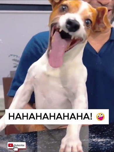 Funny Laughing Dogs Compilation | #Funny Dogs #Dog Compilation