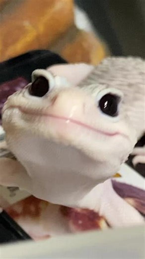 How does he smile like that? The world may never know 🙂 Lots of leopard geckos on @morphmarket 🥰 🦎 #gecko #enzo #beautifulthing #corn