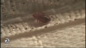San Francisco Fire Department battling bed bug infestation
