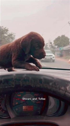 The King has Arrived! 👑🐾 1st video ....🐶