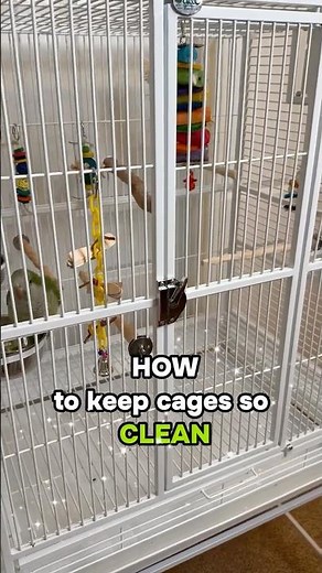 How to Keep Parrot Cages So Clean