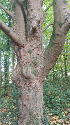 Ent Angled #iseefacesinthestrangestplaces