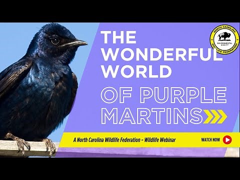 The Wonderful World of Purple Martins