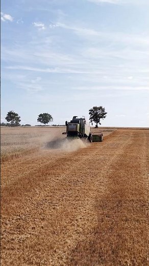 Hafer dreschen mit dem Claas Lexion | Ernte 2026 #shorts