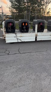 My beautiful Matilda was just another case of abuse and neglect inflicted by her own family. During a horrible storm in 2022 here in Nassau, Matilda gave birth in the full elements. Her family threw her out, mad that she dared to have another litter, instead of spaying her, using the free spay and neuter program on the island. Her babies washed away during the torrential storm. I was called that a newborn was seen on the road, but when I went, the baby was not there anymore. Matilda, in all her 