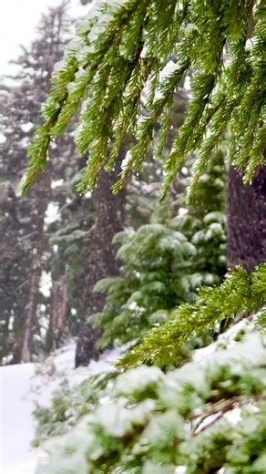 🔊 Volume Up 🔊 The weekend storm has arrived! ❄️😎 Keep an eye on our cameras for updates. 👀🎥 Click this link to view https://www.mtbachelor.com/the-mountain/webcams/ | Mt Bachelor