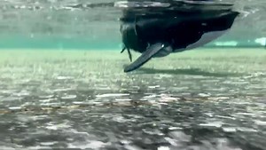 Watch Electric Shark Toy with 2.4G Remote Control on Amazon Live