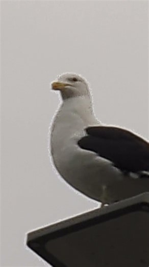 Black-backed Gull Christchurch New Zealand #march #2026 #birdwatching #travel #黑背鷗 #紐西蘭 #基督城 #賞鳥 #旅行