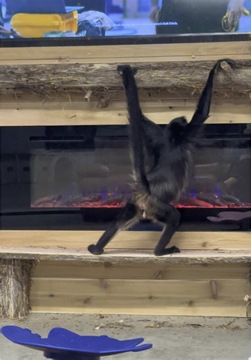 Rainy evening in the monkey house💜 | monkey