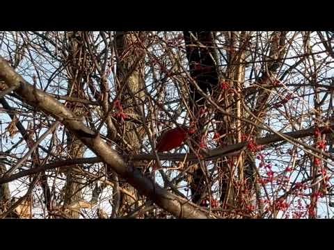 #shorts | Red Cardinal blends well with tree