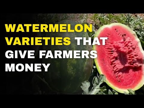 Best Watermelon Varieties to Grow in Kenya 2025 | Watermelon farming in Kenya