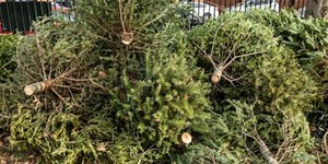 U.S. Army Corps of Engineers launches Christmas Tree Recycling Initiative at West Point Lake