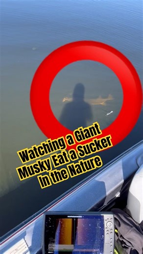 Should Have Fished This Spot First! Musky Eating a Sucker in Front of Us!! #musky#outdoors#nature