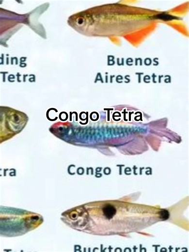 Congo Tetra #ikanhias #aquarium #aquascape
