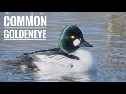 Common Goldeneye Close-Up: Nature's Most Striking Duck