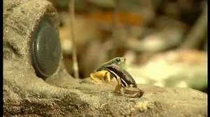 Documentaire | Les grenouilles des cimes en Guyane française