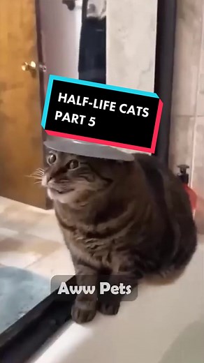 HALF-LIFE CATS PART 5 #halflife#scientisthalflife#meme#cats#catsoftiktok#catlover#халфлайф#халфлайфшедевр#халфлайфкоты#котыприколы#npccat#sfxaudio#котытиктока#halflife1#halflife1memes#gordonfreeman#npc