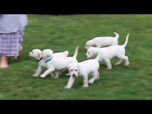 Yellow Labrador Retriever Puppies For Sale