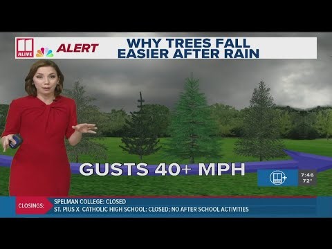 Here's why trees fall easier after rain | Tracking Hurricane Helene