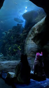 6.1K views · 60 reactions | Are you ready for a night at the aquarium?  Our Sleep in the Deep is happening on March 15th! Geae up in your favorite pajamas & get ready to explore the aquarium after hours. 錄 Learn more with the link in our bio. | Tennessee Aquarium | Facebook
