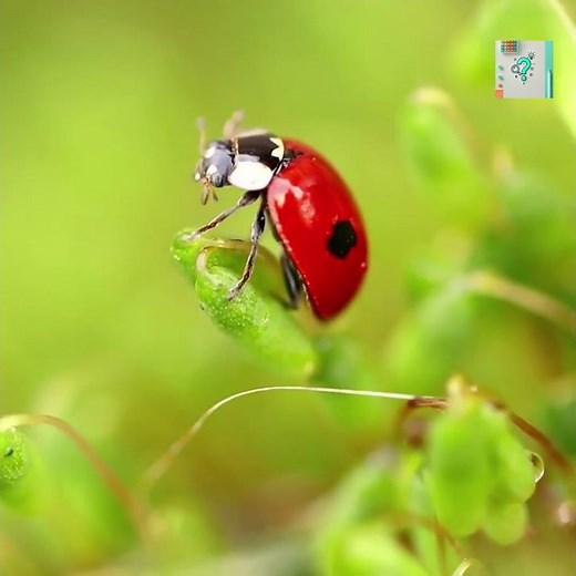 Why Ladybugs Have Spots