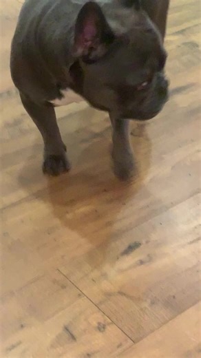 Enzo The Frenchie (@enzo_frencho)’s videos with original sound - Enzo The Frenchie