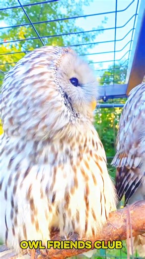 #owl | owl friend club