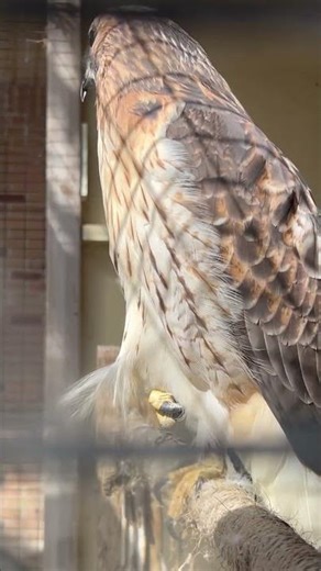 Ranger the rescued red tailed hawk. #birdsofprey #hawk