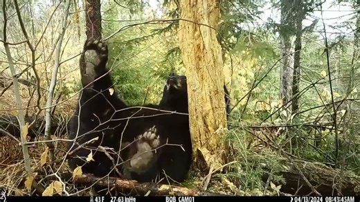 Bear farts at trail camera (video)