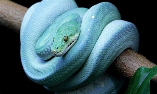 Con trăn đắt nhất thế giới trị giá 3,5 triệu USD, giống sinh vật thần tiên nhưng đang đứng trước nguy cơ tuyệt chủng!