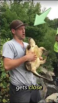 Giant Snapping Turtle Bite in Action