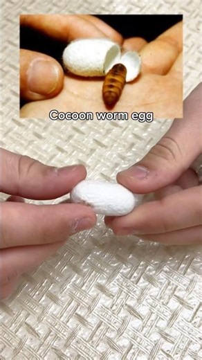 What's Inside Cocoon? 🐛 #shorts #lifehacks #cocoon #science #nature #experiment