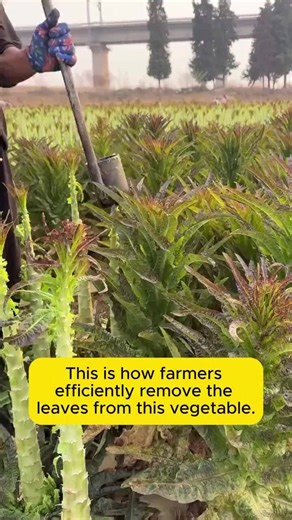 4.7K views | harvesting and processing asparagus lettuce | Pro Gardening | Facebook