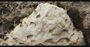 The nest of common wasp (Vespula vulgaris) colony in the hole in the ground