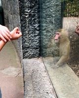 490K views · 10K reactions | This monkey could not believe its eyes  | STUDENTbible | Facebook