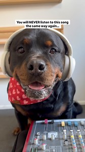 Beau heard the lyrics once and said nah, let me fix that 🎶🐻😂 Rottweiler Beau #rottweiler #rottweilerlife #rottweilerpuppy #rottweilerworld #funnydogvideos #funnydogs #cutedogs | Rottweiler Beau