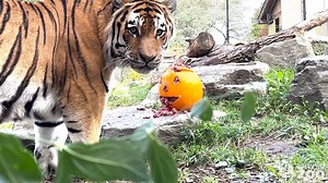 9.1K views · 844 reactions | Trick or treat  #HappyHalloween | The Toronto Zoo | Facebook