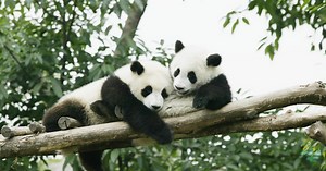 China to send more giant pandas to the U.S.