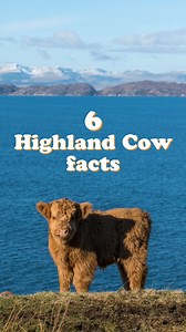 295K views · 5.5K reactions | Did YOU know these 6 facts about Highland cows?! 勞 | VisitScotland | Facebook