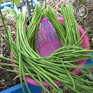 13K views · 103 reactions | How to Grow String Beans at Home | Amazing Chef | Facebook