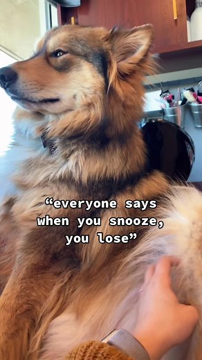 sleepy wolf #jasperthewolfdog #wolfdog