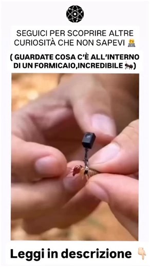 Esperimenti e dimostrazioni 🔬🧑‍🔬 on Instagram: "Segui (NOI) @scopri_lascienza - Le formiche costruiscono le loro case come vere e proprie città sotterranee. Sotto terra scavano una rete complessa di tunnel e camere, ognuna con una funzione precisa: alcune servono per conservare il cibo, altre per proteggere la regina e le larve, altre ancora per regolare la temperatura e l’umidità del nido. La costruzione non è casuale. Ogni formica lavora in modo coordinato, seguendo segnali chimici e compor